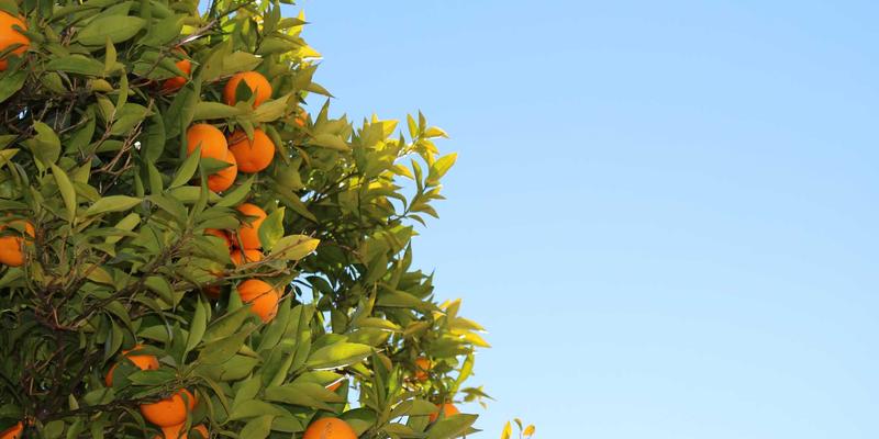 众包服务95：揭秘项目外包新趋势与四蚂蚁任务接单平台实战指南