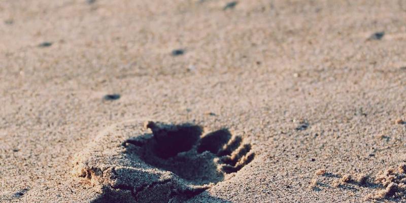 区块链重塑自由职业：去中心化任务接单与智能结算平台如何变革项目外包