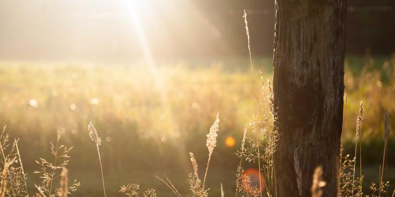 四蚂蚁平台案例分析：技能变现如何重塑自由职业生态